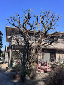 国立市で剪定する植木屋「纏造園」