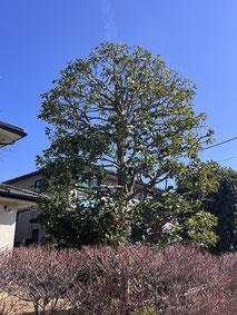 町田市で剪定する植木屋「纏造園」