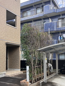 立川市で剪定する植木屋「纏造園」