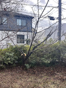 横浜市青葉区で剪定する植木屋「纏造園」