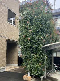 立川市で剪定する植木屋「纏造園」