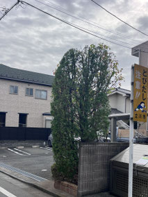 立川市で剪定する植木屋「纏造園」