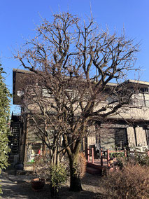 国立市で剪定する植木屋「纏造園」