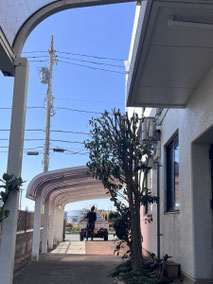 小金井市で剪定する植木屋「纏造園」