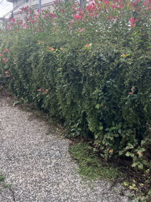 横浜市青葉区で剪定する植木屋「纏造園」