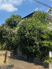 八王子市で剪定除草する植木屋「纏造園」