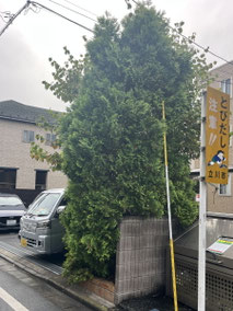 立川市で剪定する植木屋「纏造園」