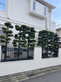 小金井市で剪定する植木屋「纏造園」
