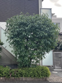 相模原市で剪定する植木屋「纏造園」