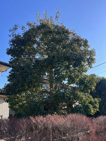 町田市で剪定する植木屋「纏造園」