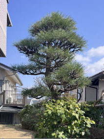 横浜市青葉区で剪定する植木屋「纏造園」