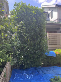 横浜市青葉区で剪定する植木屋「纏造園」