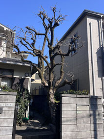 世田谷区で剪定する植木屋「纏造園」