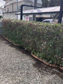 横浜市青葉区で剪定する植木屋「纏造園」