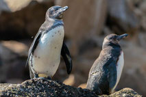 ガラパゴスペンギン