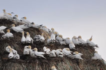 ©Hurtigruten