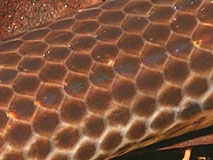 Peau de serpent