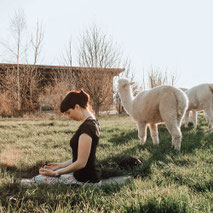 Yoga auf der Alpakaweide