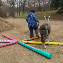Tiergestützte Ergotherapie: Parcours-Training mit Alpaka