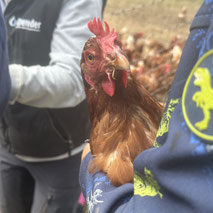 Huhn auf dem Arm: Tiererlebnis für Kinder beim Bauernhof‑Geburtstag.