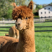 Flauschiges Alpaka auf der Weide
