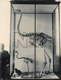 Ein Skelett des Giant Moa neben seinen Verwandten (Quelle: piclib.nhm.ac.uk)