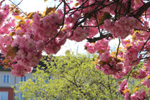 Japanische Kirchblüte in Berlin-Schöneberg. Foto: Helga Karl