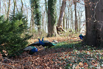 Pfaueninsel: frei laufende Pfauen im Wald. Foto: Helga Karl