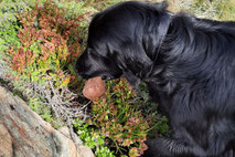 Hundegruppe Fun with Dog. Markus Nitsche, Küttigen - Aarau