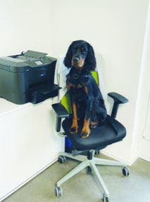 Cheyenne - Wachhund AblaufTech AG