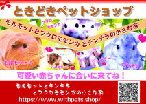 モルモット・ゴールデンハムスター販売|小動物専門ブリーダー直譲【ときどきペットショップ】茨城・東京・千葉・埼玉