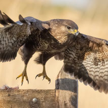 ---------------------- BUIZERD ----------------------