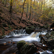 --------------- HOËGNE HERFST ---------------