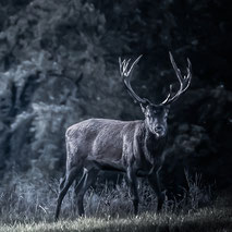 -------- EDELHERTEN ARDENNEN --------