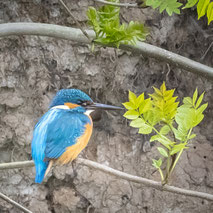 ---DIEREN ROND FORT BAKKERSKIL--