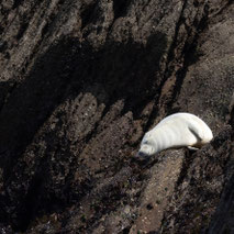 ------- ZEEHONDJE (BRETAGNE) ---------