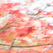 ---------------------- AUTUMN ---------------------