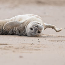 --- ZEEHONDJE SLEEPY (KNOKKE) ----