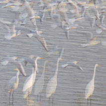 ----------- GROTE ZILVERREIGER -----------