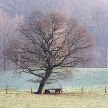 ----------- VLAAMSE ARDENNEN ----------