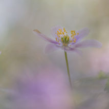 ---------- BLOEMEN EN PLANTEN ---------