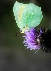 Les Cévennes en été. Papillon citron