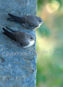 Jeunes hirondelles de rochers. Gîte de liou. Cévennes