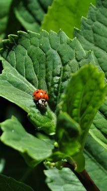 Gartennützlinge