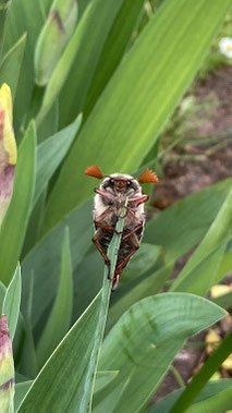 Nützlinge im Garten