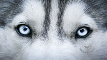 chiot husky yeux bleus