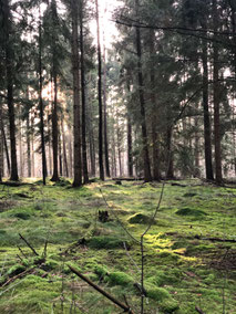 Waldspaziergang mit Stille und Achtsamkeit in der Nordheide
