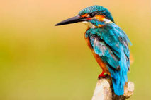 Bird photography Vietnam