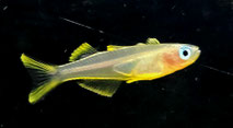 Auf diesem Foto sehen sie einen Blauaugenfisch im Aquarium. 