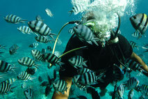 Die Unterwasserwelt von Hurghada